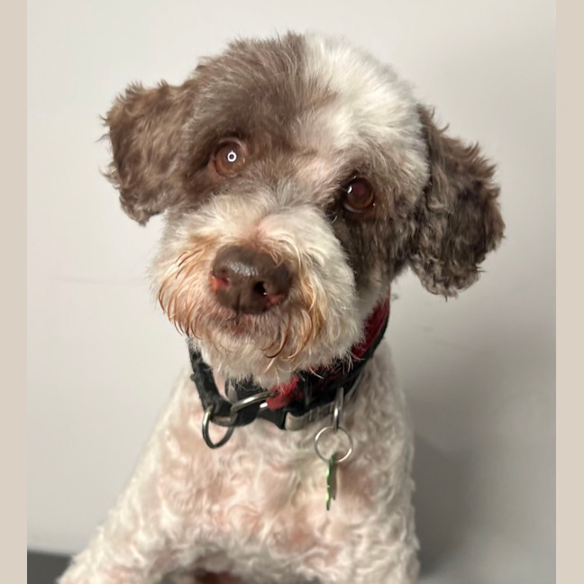 Photo of Barkley