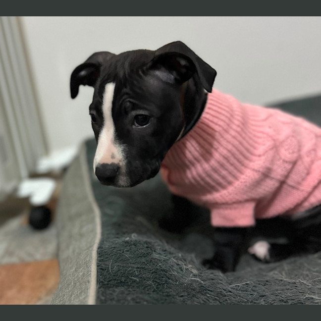 Photo of 🌼 Daisy 🌼 