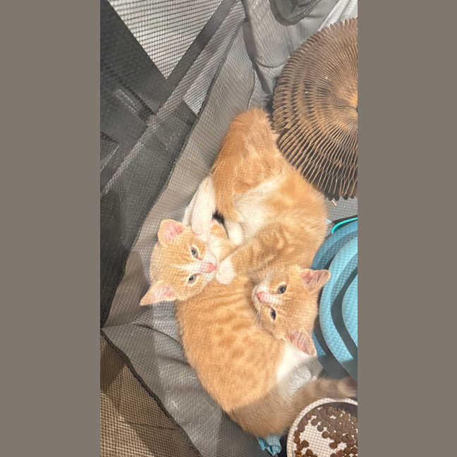 Photo of Maui & Wowie