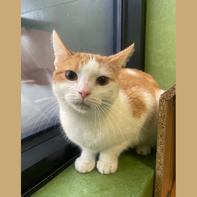 Photo of Cinnamon