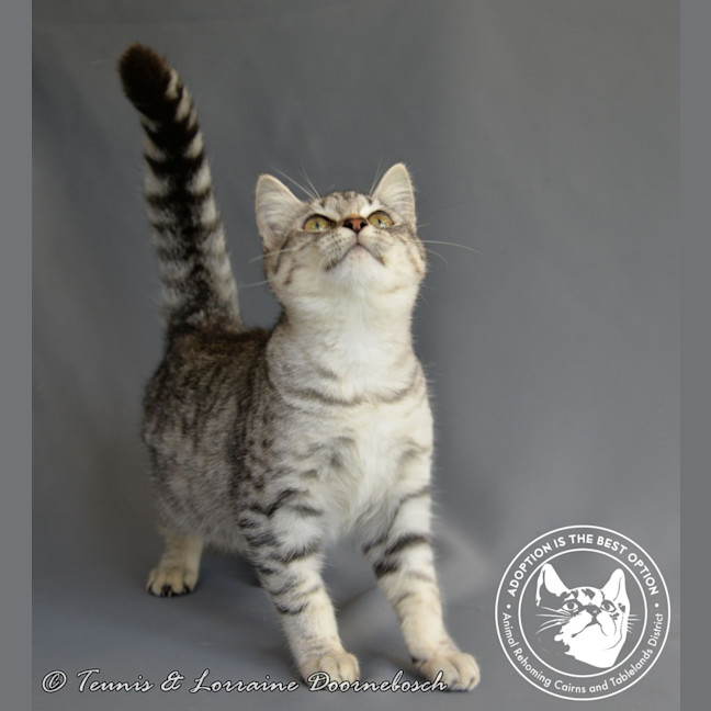 Photo of Twinkletoez