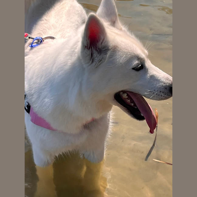 Photo of Honey   1 Year Old Husky