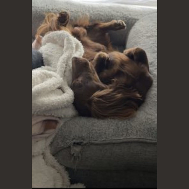Photo of Milo