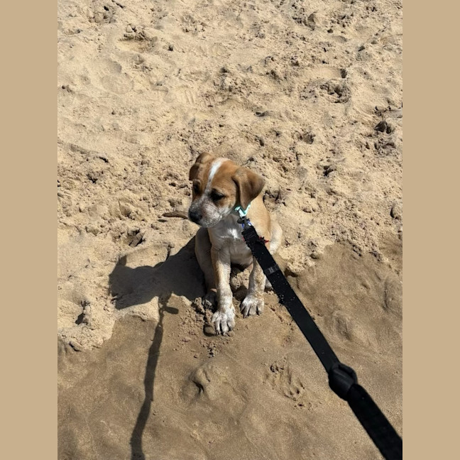 Photo of Kirby   3 Month Old Cattle Dog X (On Trial)