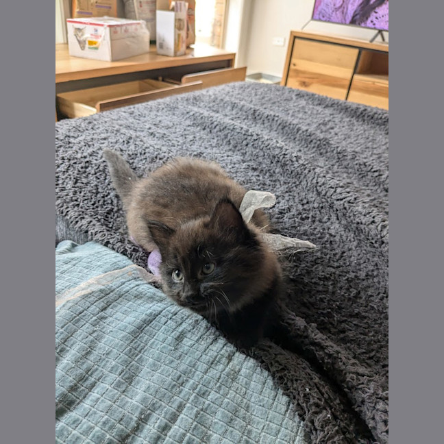 Photo of Peach