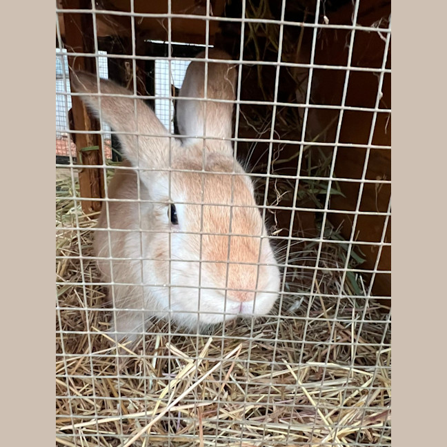 Photo of Ranger