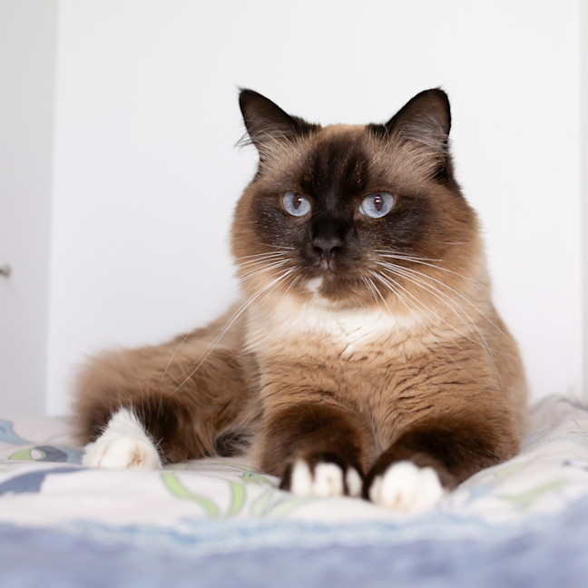 Photo of Luna