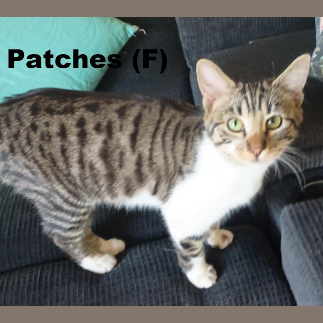 Photo of Patches
