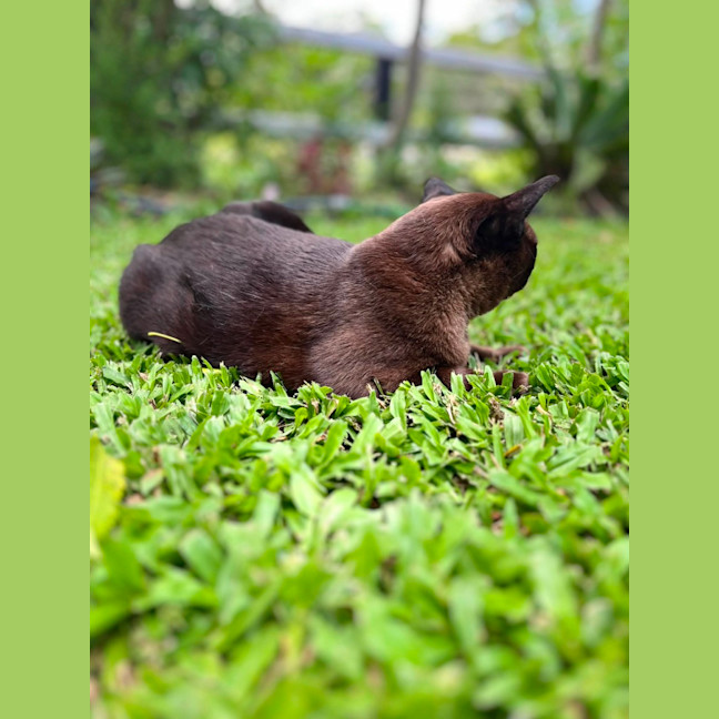 Photo of Willow