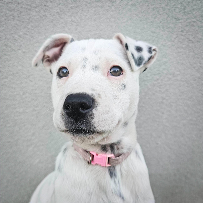 Photo of Stella
