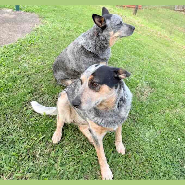 Photo of Gypsy And Max