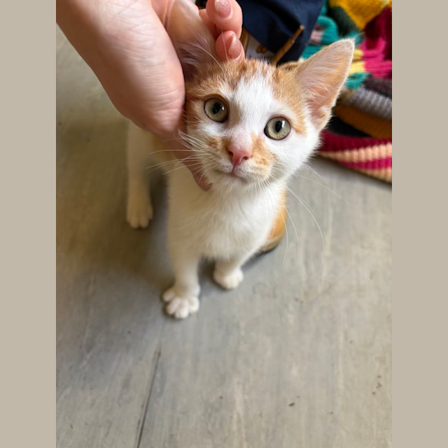 Photo of Carrot