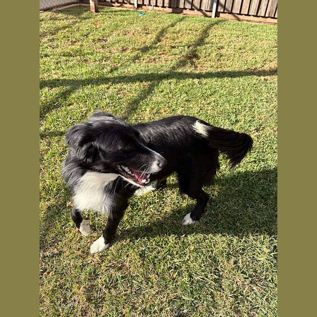 Photo of Lassie