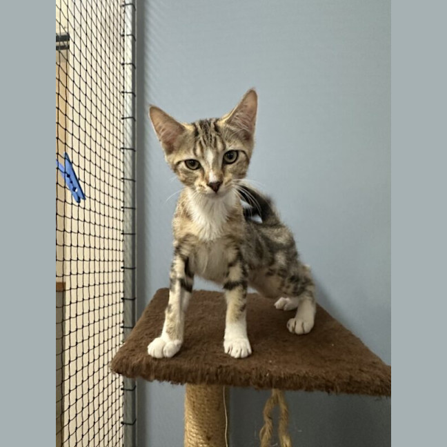 Photo of Bauble