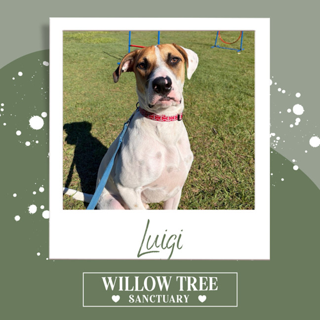 Photo of Luigi