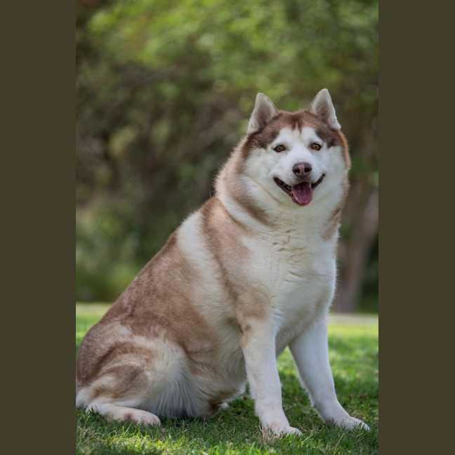 Photo of Hunter 