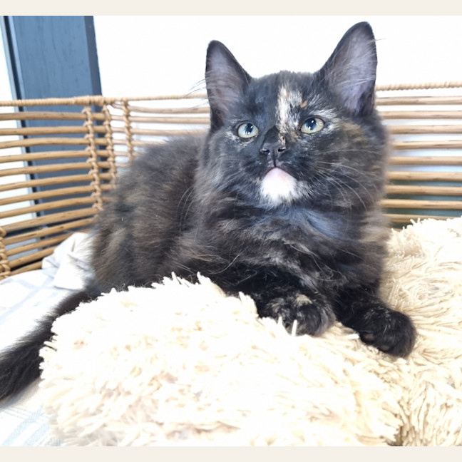 Photo of Princess Peach