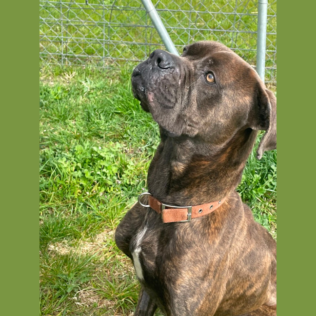 Photo of Bruno