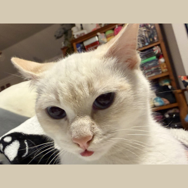 Photo of Milko