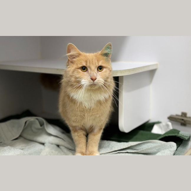 Photo of Ginger