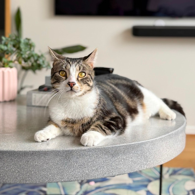 Photo of Tiramisu   Meet Me @ Petstock Prahran!