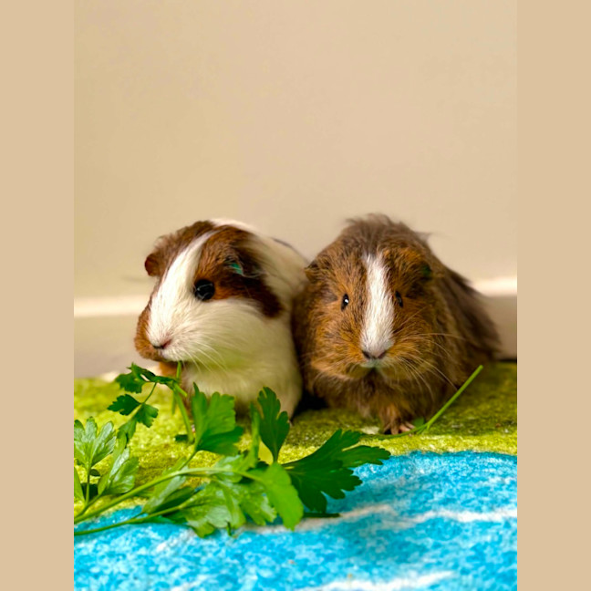Photo of Kath And Kim