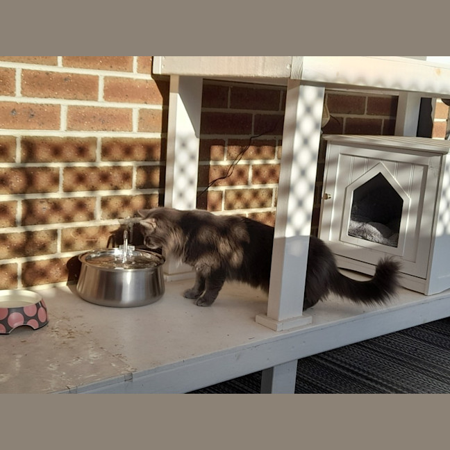 Photo of Luna & Sage