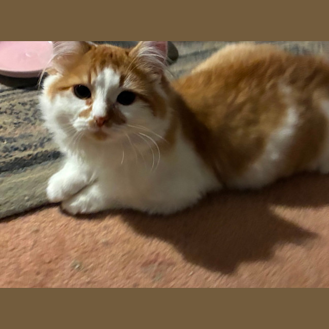 Photo of Simba