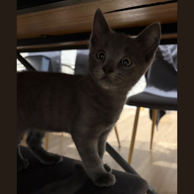 Photo of Alfie