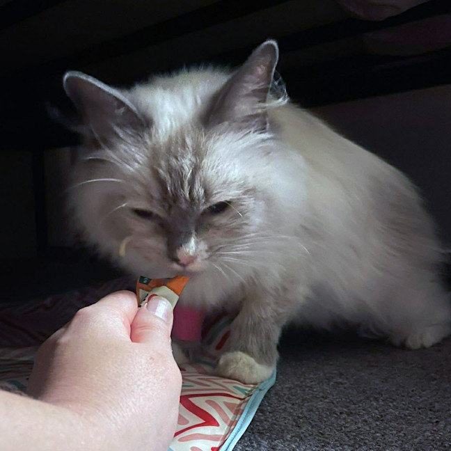 Photo of Dolly