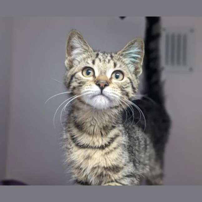 Photo of Ferris Wheel