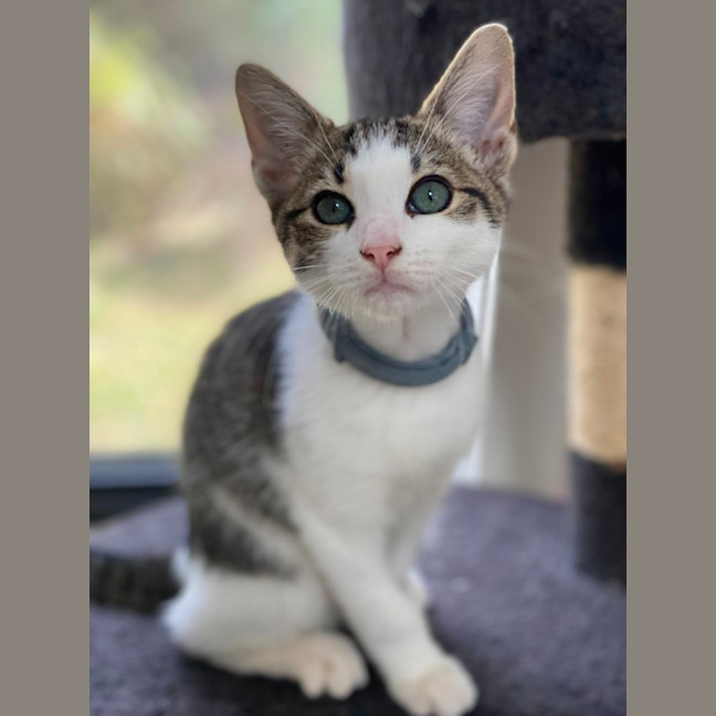 Photo of Ford (9196)