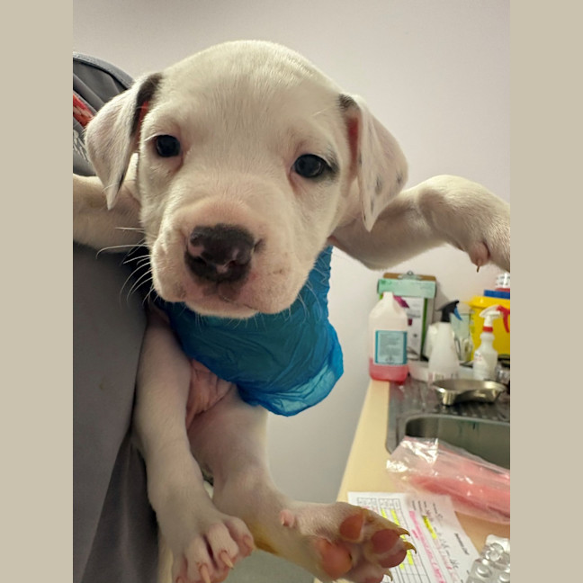 Photo of Jax