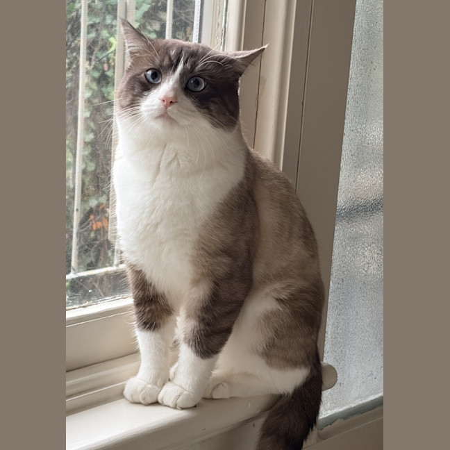 Photo of Koko