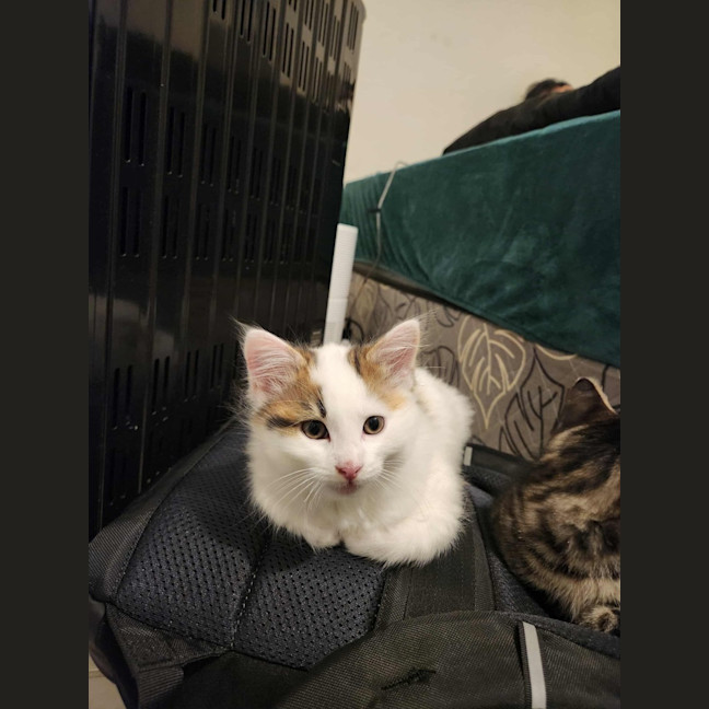 Photo of Smore