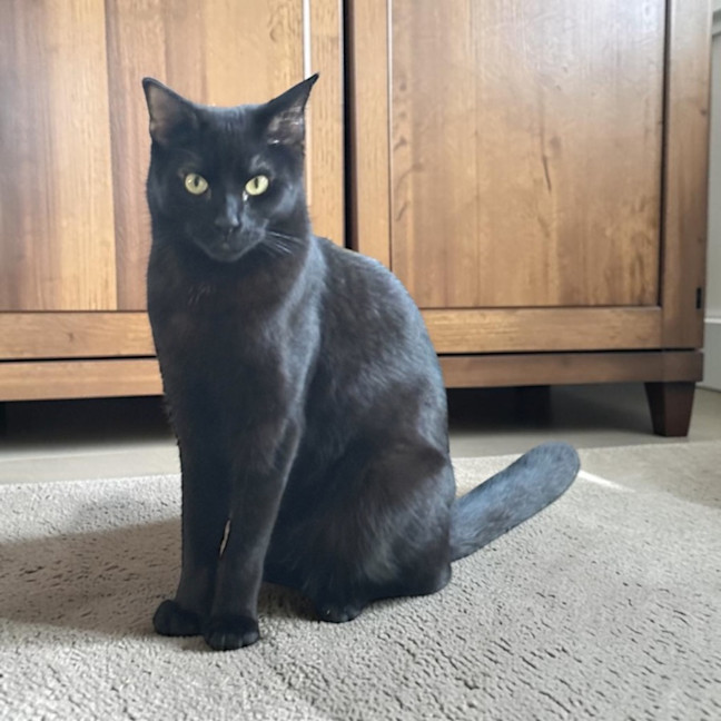 Photo of Alfie