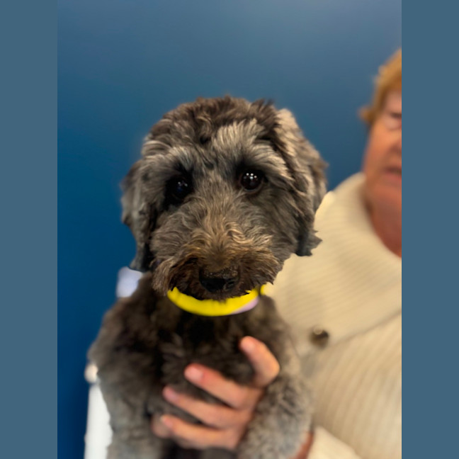 Photo of Nora   14 Month Old Dachshund X Poodle