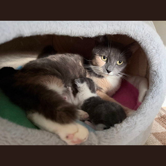 Photo of Popcorn Or "Poppy"