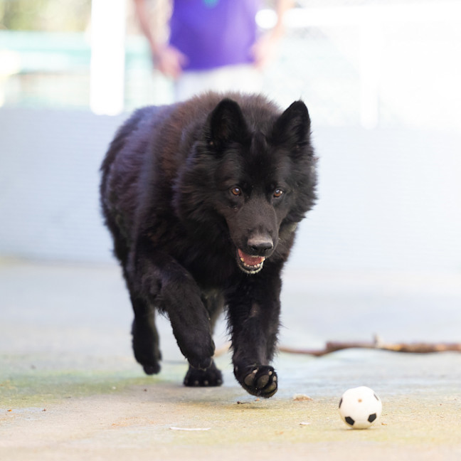 Photo of Wolfie