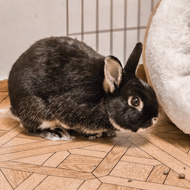 Photo of Elba (W Azura)