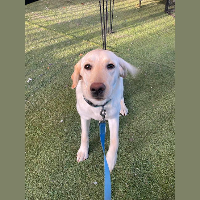 Photo of Honey