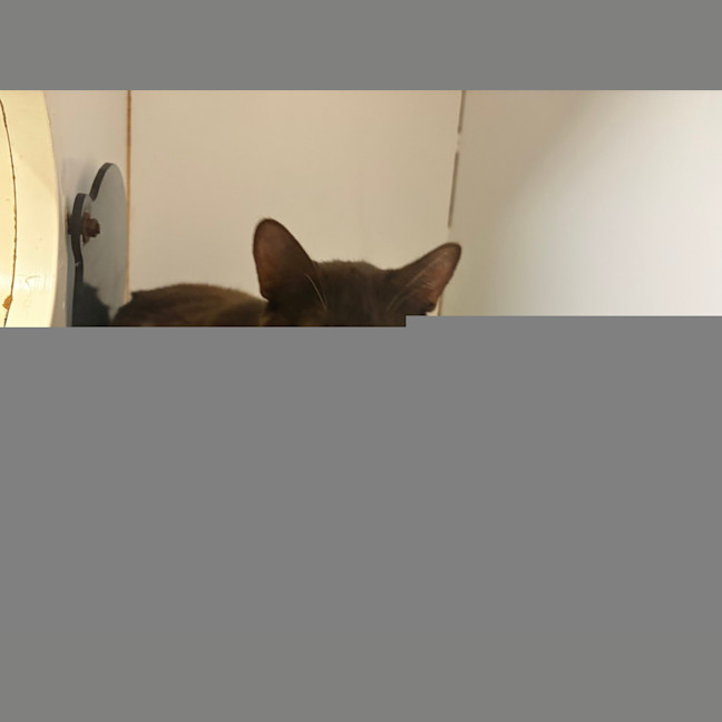 Photo of Luna