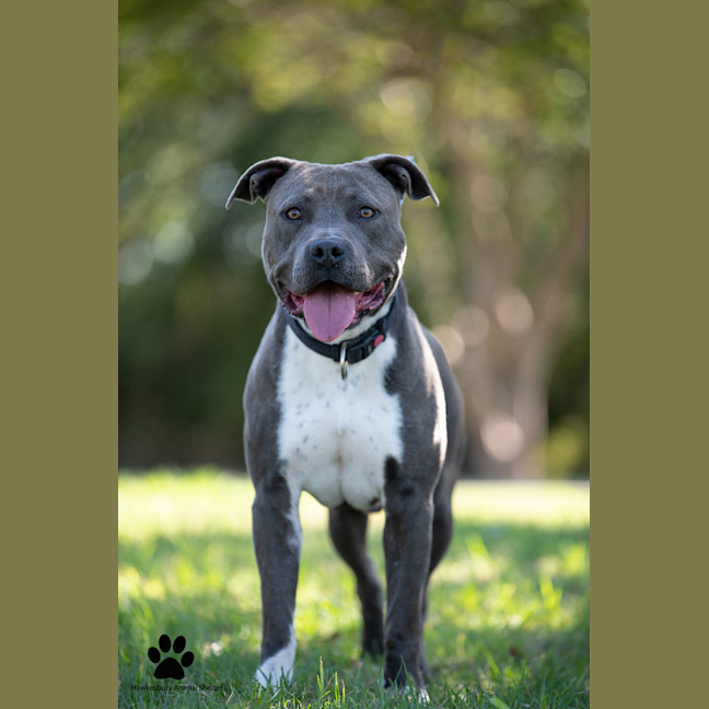 Photo of Brutus