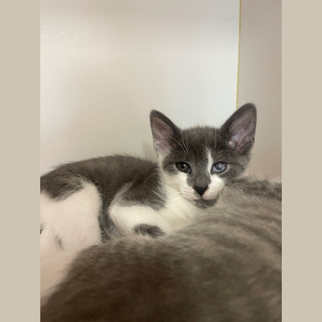 Photo of Pirate And Parrot