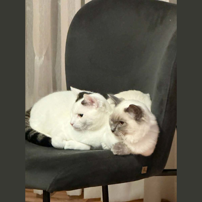 Photo of Fofo *9 Lives Project Rescue*