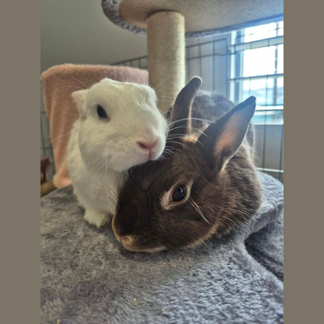 Photo of Olive (W Basil)