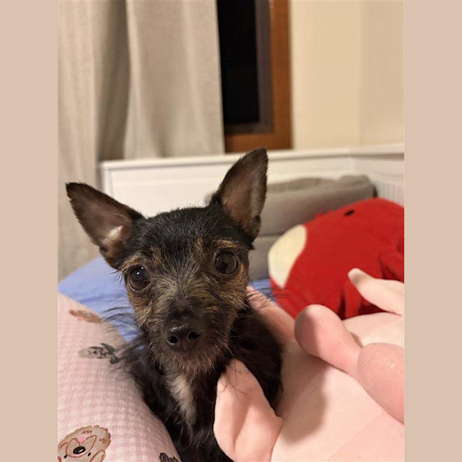 Photo of Taquito