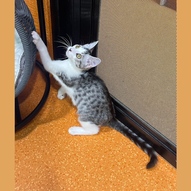 Photo of Turtle