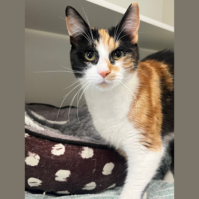 Photo of Willow
