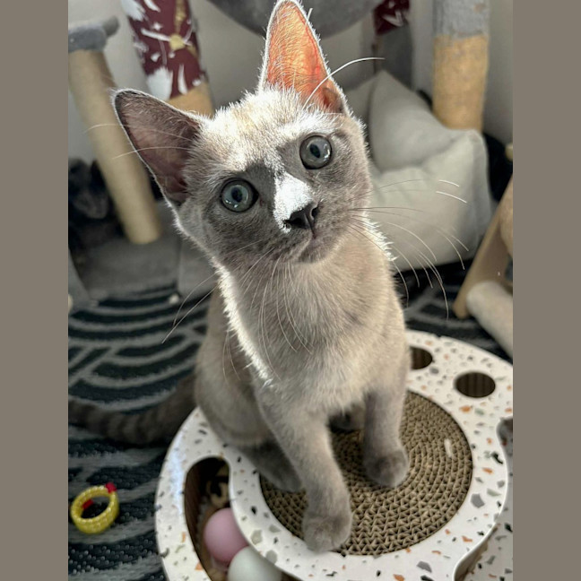 Photo of Meowscarada 